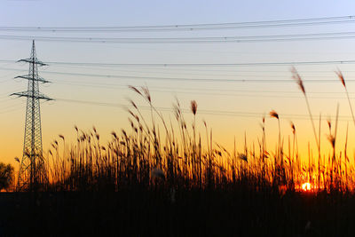 Plants growing on field against sky during sunset