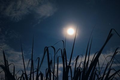 Close-up of grass against sky at sunset