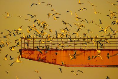 Birds flying against sky during sunset