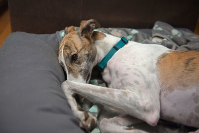 White and brindle pet adopted greyhound adorably curls up in her dog bed. paw and front leg raised