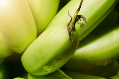 Close-up of insect on fruit