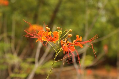 Close-up of flowers blooming outdoors