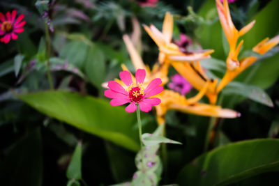 Close-up of pink flowering plant