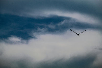 Low angle view of bird flying in sky