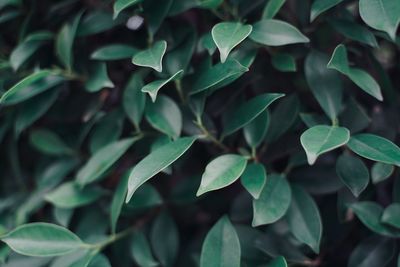 Full frame shot of green leaves