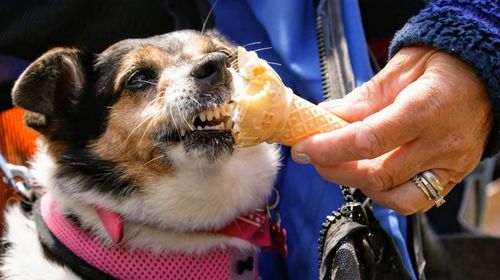 Midsection of person feeding ice cream to dog