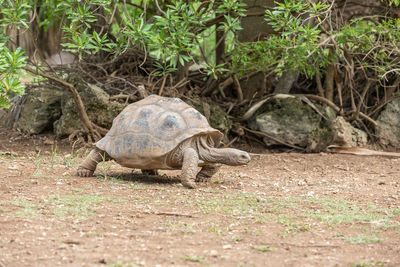 Turtle in a field