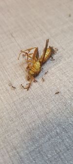 High angle view of spider on leaf