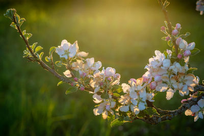Apple tree twig with white flowers in back lit