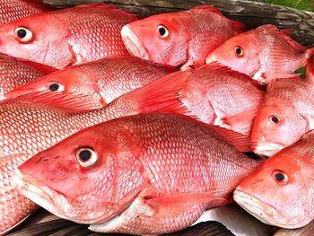 Close-up of fish for sale in market