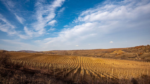 Scenic view of agricultural vineyard field against sky