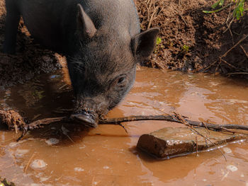 Close-up of pig on field