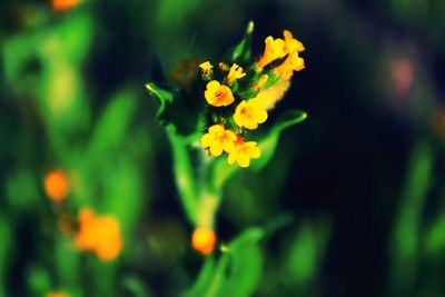 Close-up of yellow daisy blooming outdoors