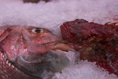 Close-up of fish for sale in market