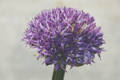 Close-up of purple flowers