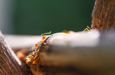 Close-up of ants on tree trunk