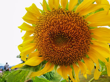 Close-up of sunflower