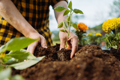 Midsection of man planting sapling