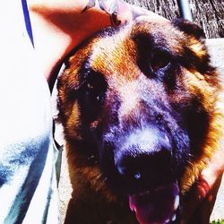 Close-up portrait of a dog