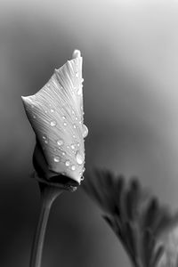 Close-up of wet rose flower