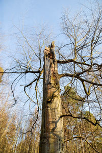 Low angle view of tree against clear sky