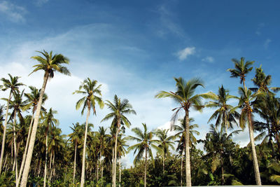 Low angle view of coconut palm trees against blue sky