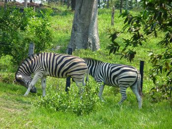 Zebras standing on grass against trees