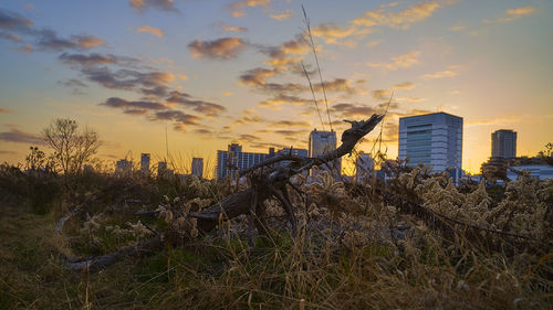 Plants growing on field by buildings against sky during sunset