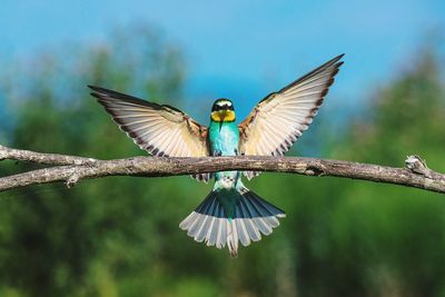 Close-up of bird perching on branch