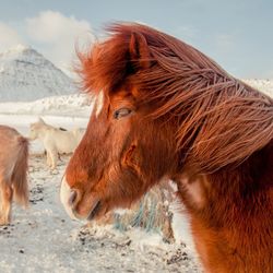 Close-up of horse