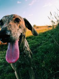 Close-up of dog on field against sky