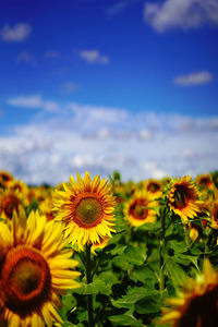 Close-up of yellow flowering plants against sky