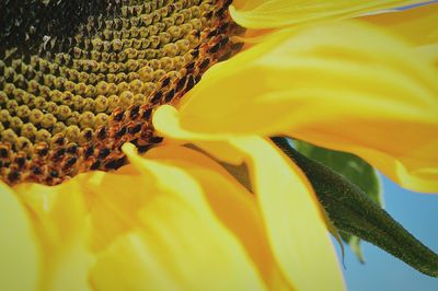 Close-up of yellow flower