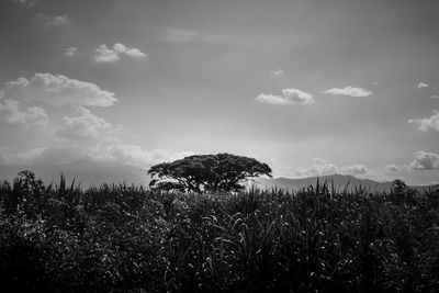 Plants on field against sky