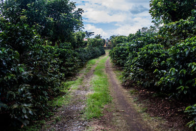 Dirt road amidst trees against sky