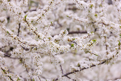 Blossoming cherry in the garden. full-frame background.