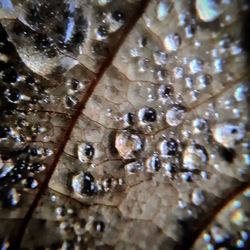 Full frame shot of water drops on leaf