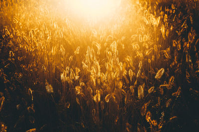 Close-up of wheat growing on field at sunset