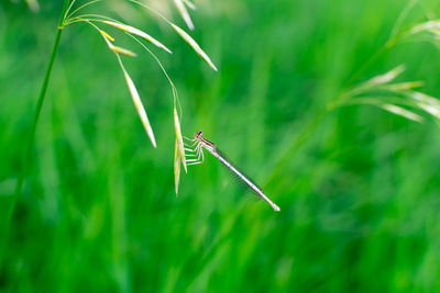 grass