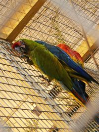 Close-up of bird perching in cage