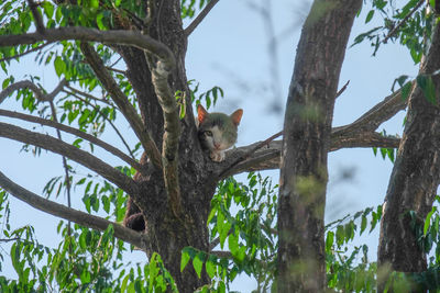 Low angle view of cat on tree