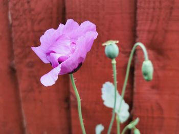 Close-up of purple flowering plant