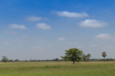 Trees on field against sky