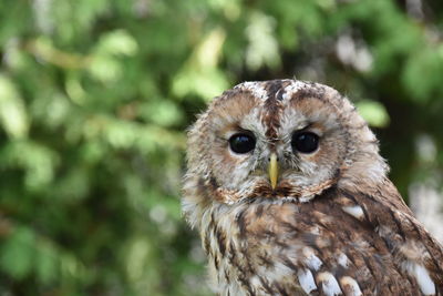 Close-up portrait of owl