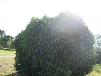 Close-up of a tree in the field