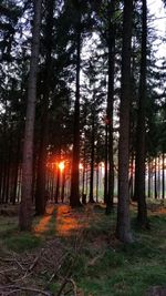 Trees in forest