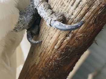 Close-up of lizard on tree trunk