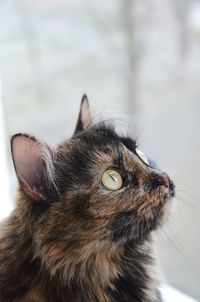 Close-up of a cat looking away