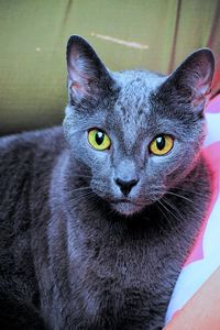 Close-up portrait of cat