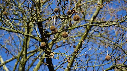Low angle view of flower tree